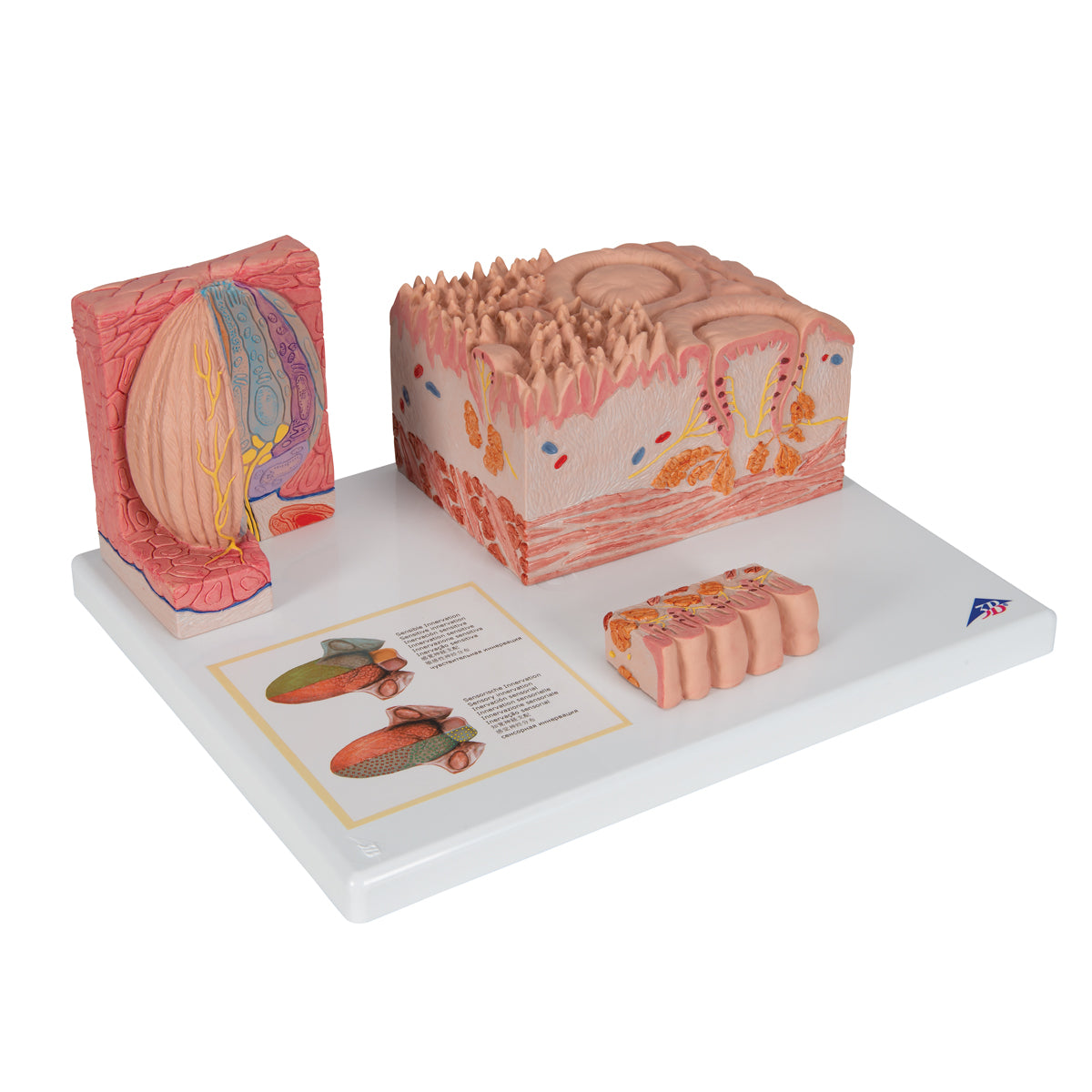 3B MICROanatomy Human Tongue Model