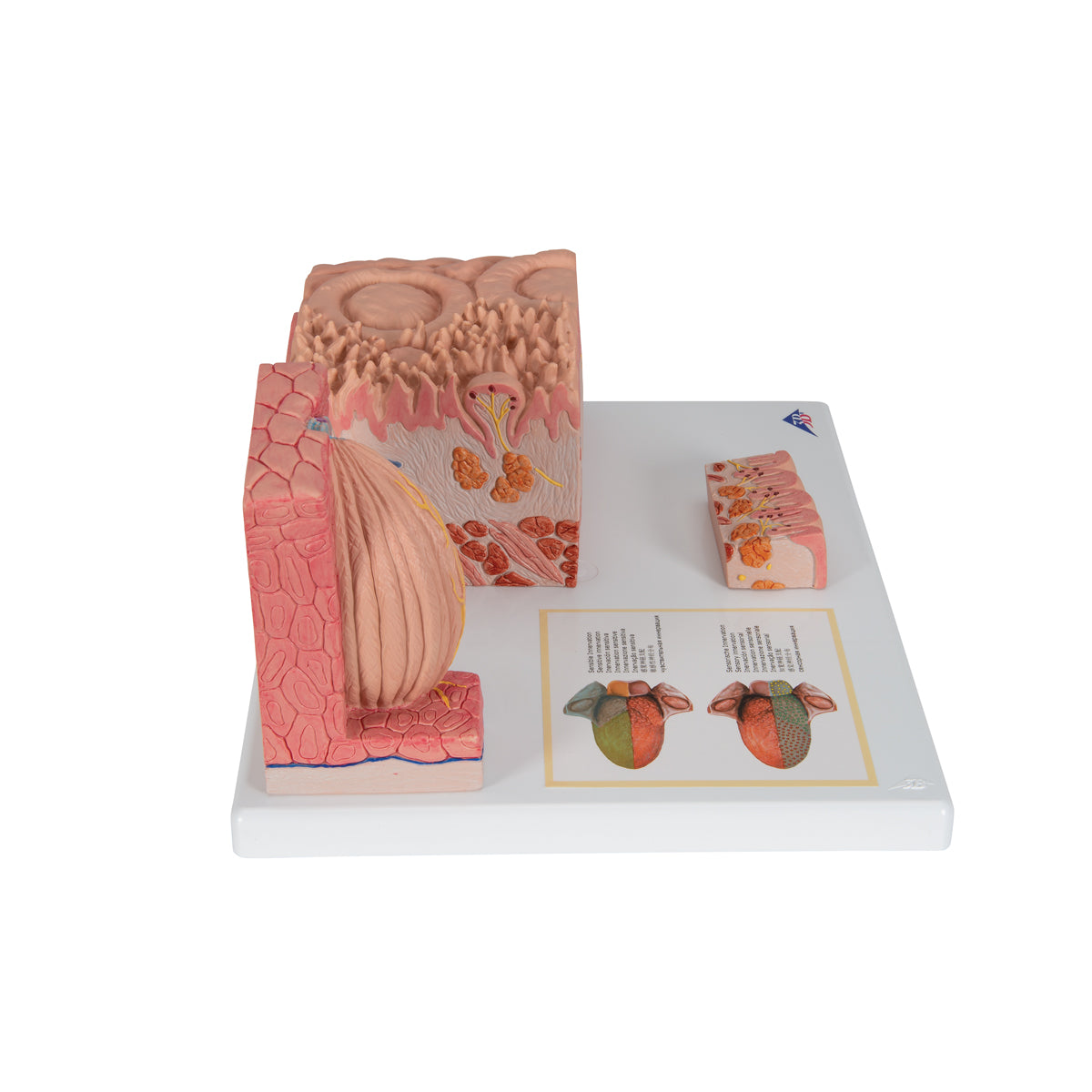 3B MICROanatomy Human Tongue Model