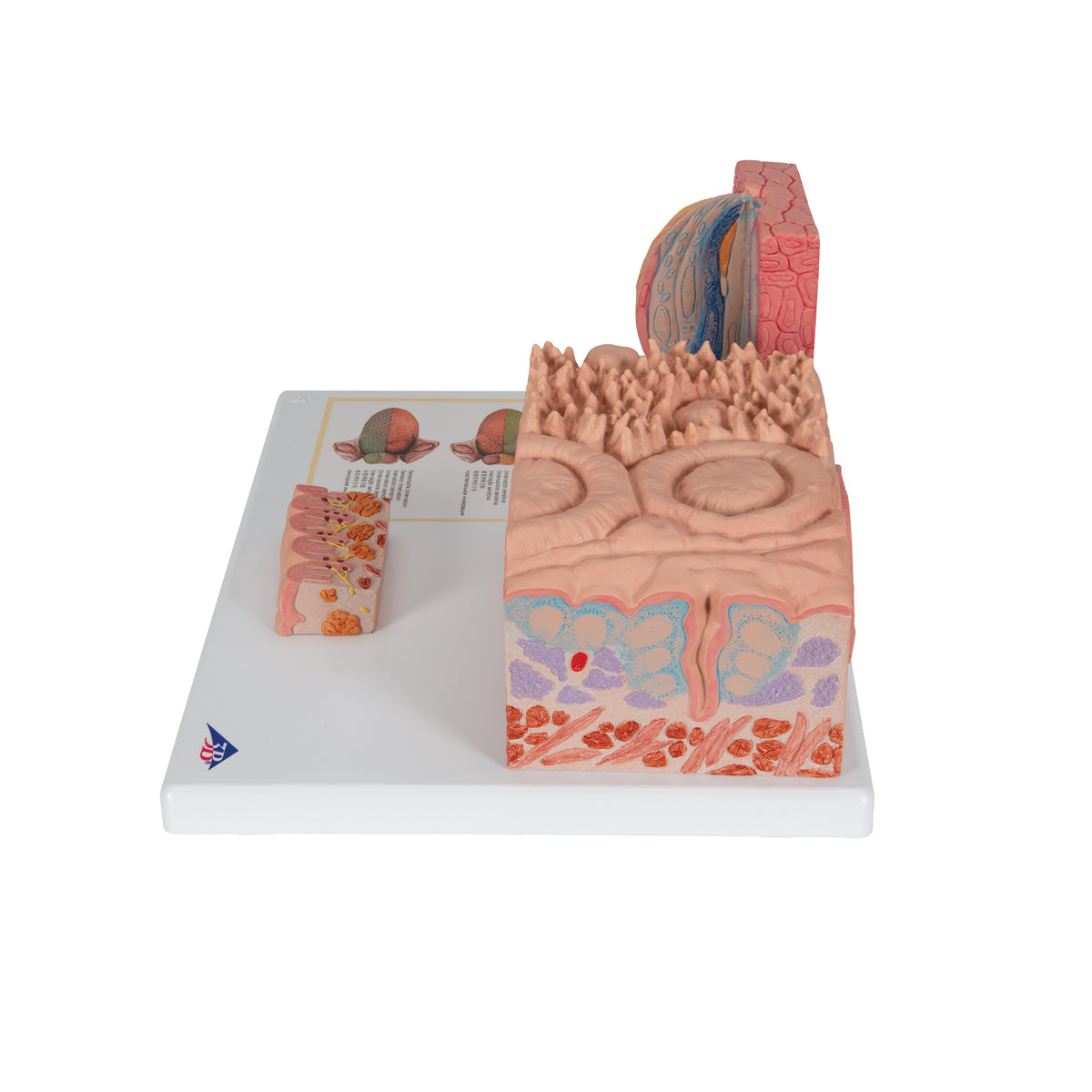 3B MICROanatomy Human Tongue Model