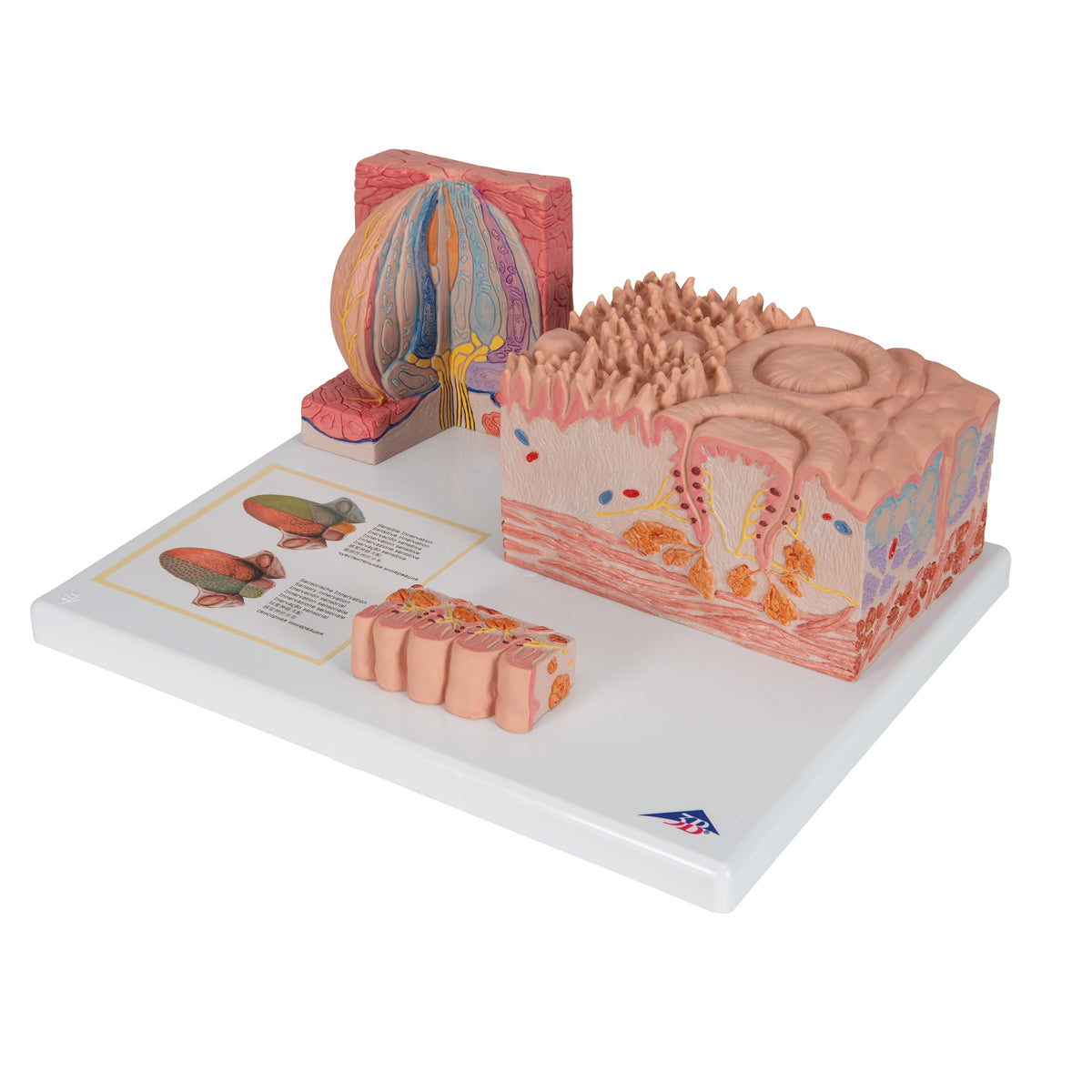 3B MICROanatomy Human Tongue Model
