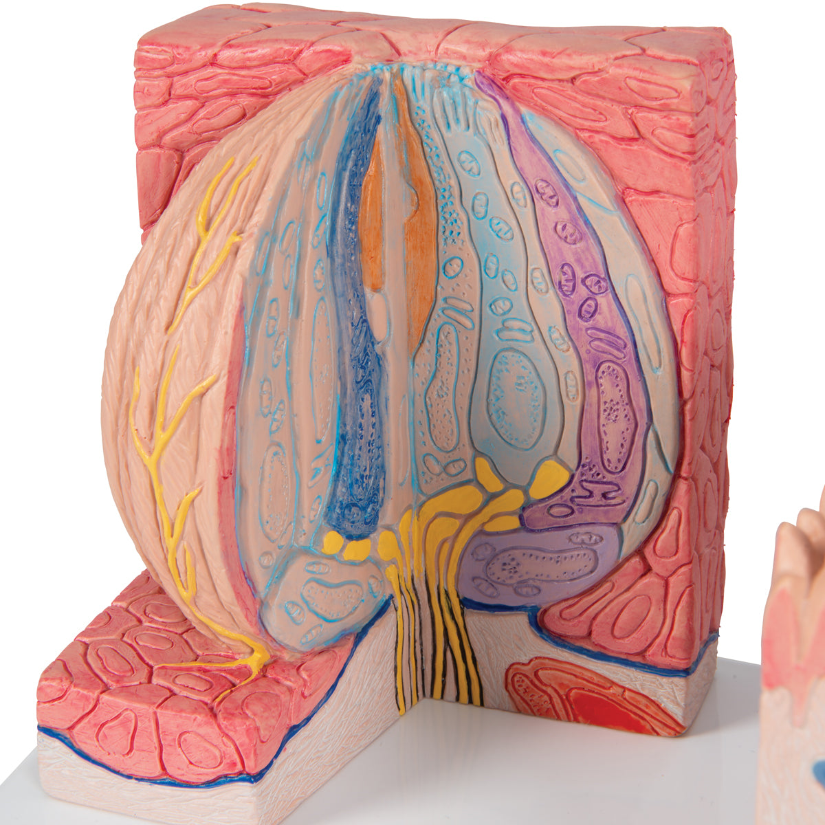 3B MICROanatomy Human Tongue Model