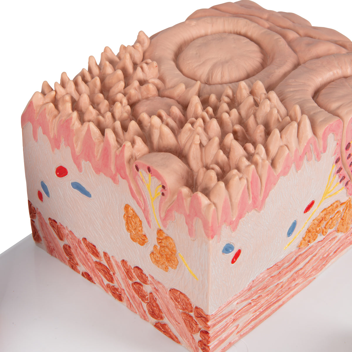 3B MICROanatomy Human Tongue Model