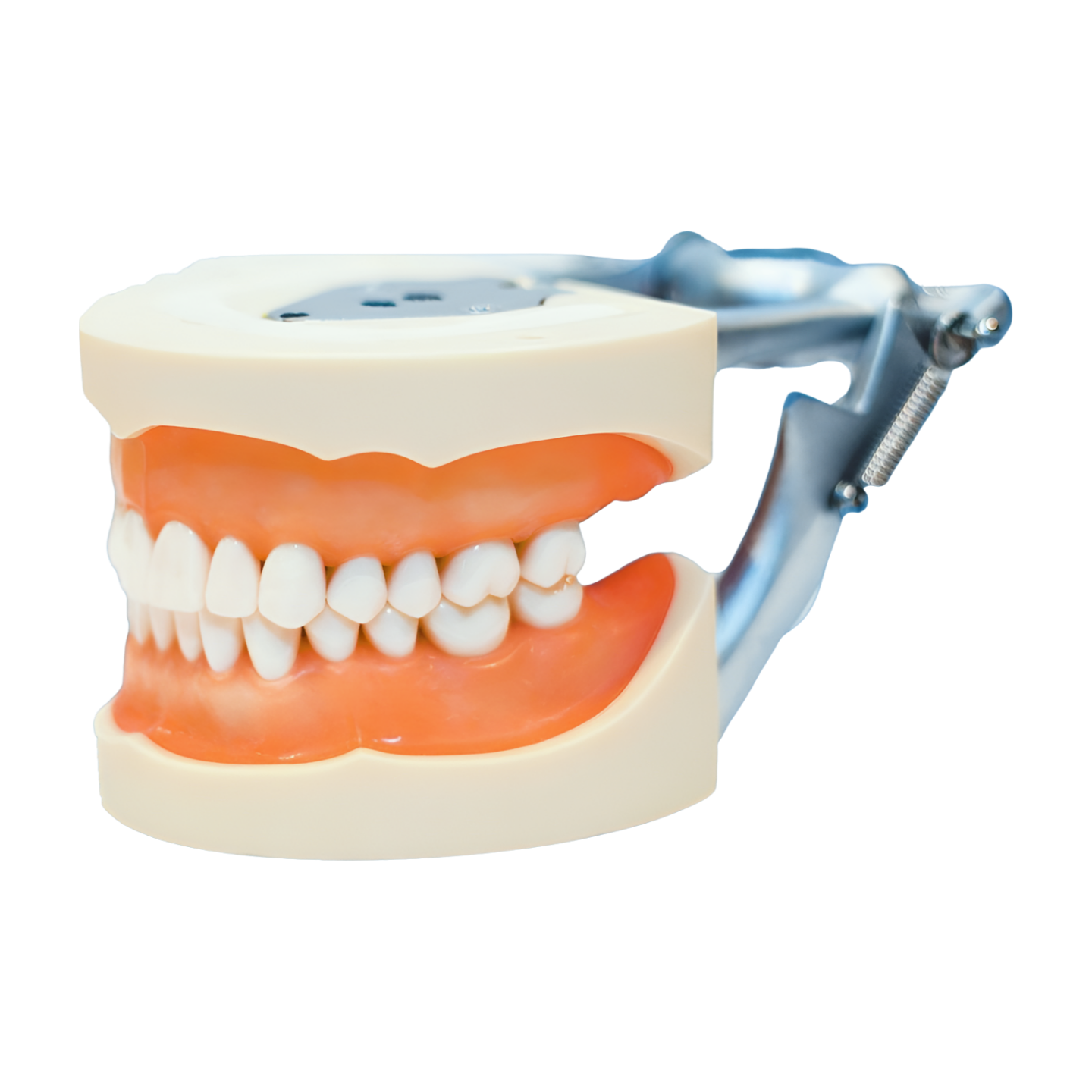 28 Tooth Adult Typodont with GUB Urethane Gums
