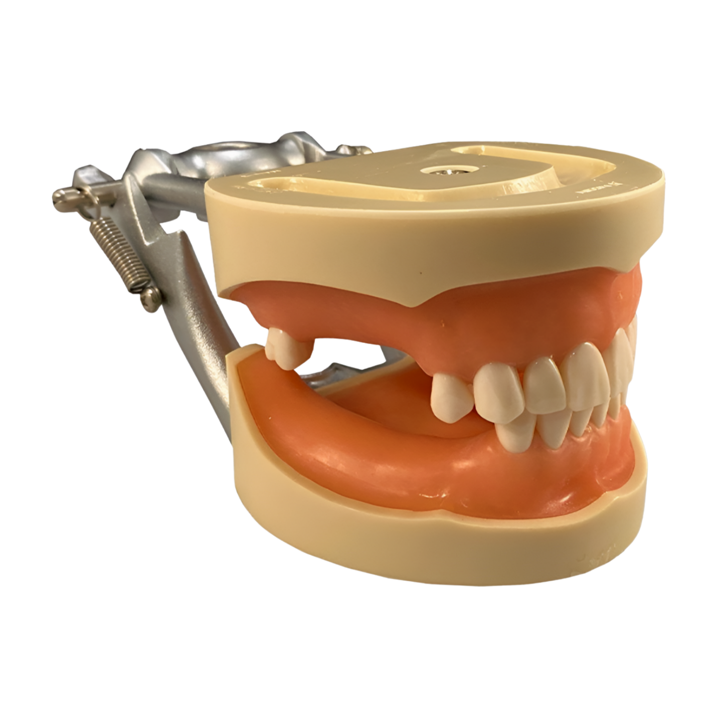 Partially edentulous 200 Series impression model D95SDP-MAU.2 front view — urethane tissue with missing teeth 2-4, 12-14, 19-20, 28-32