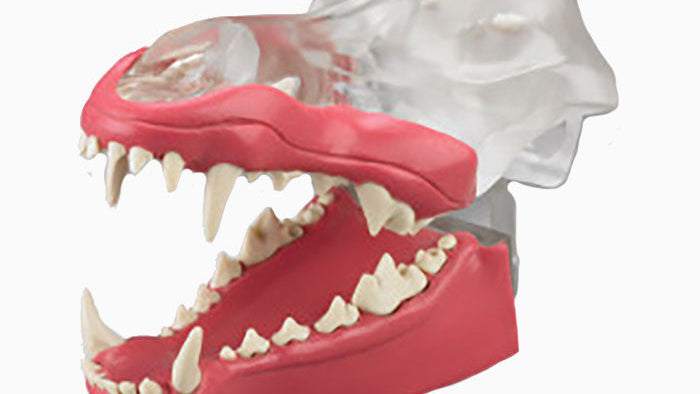 Articulated Clear Canine Model with natural root teeth with Gingiva - DGDG