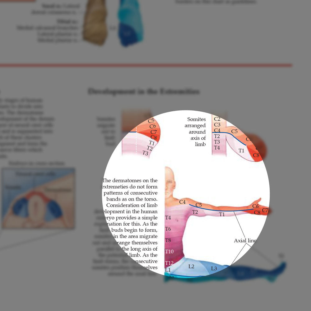 Dermatomes chart - detail