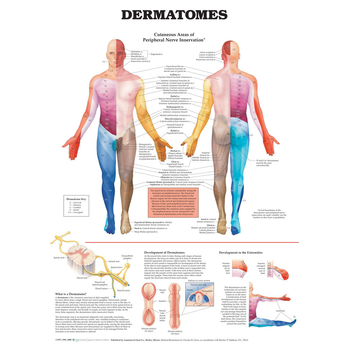 Dermatomes chart