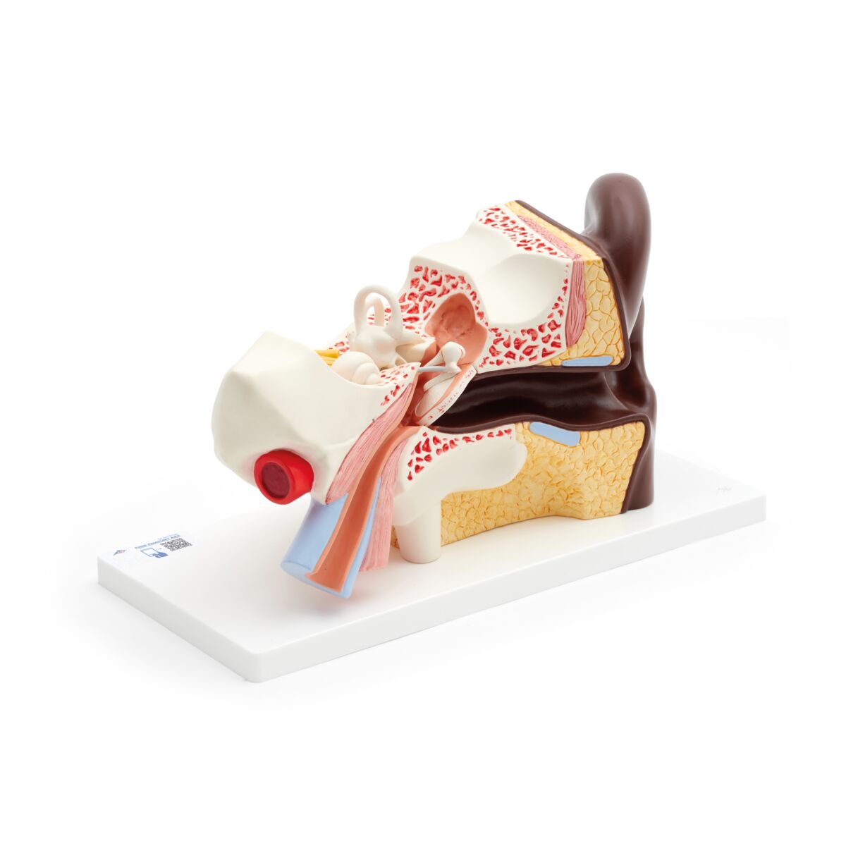 Human Ear Model, 3 times Life-Size, 4 part, dark skin