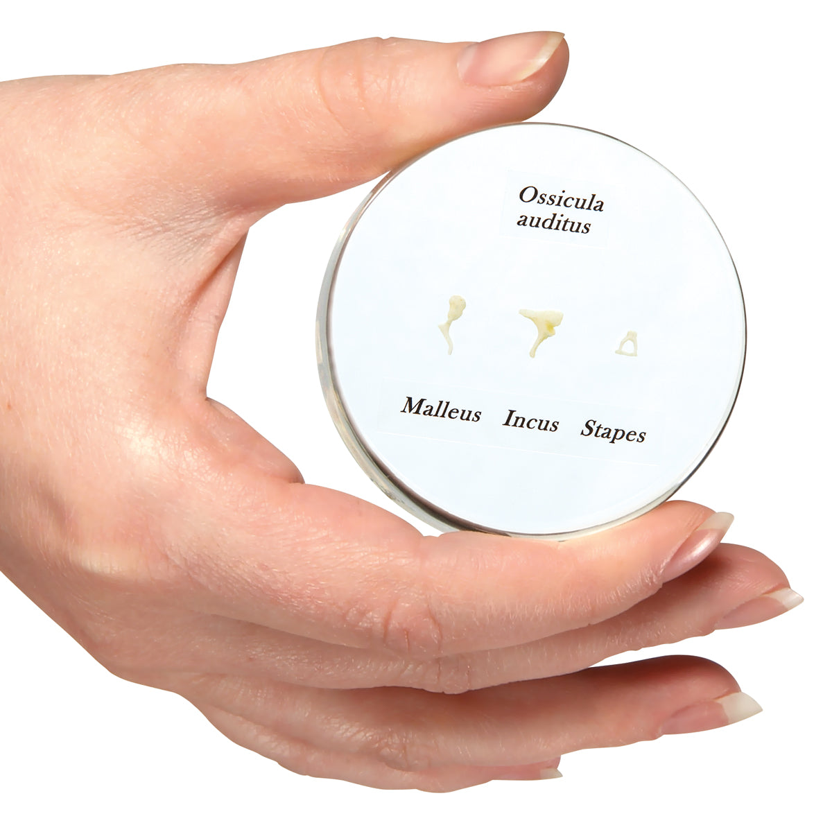 Ossicle Model - Life size