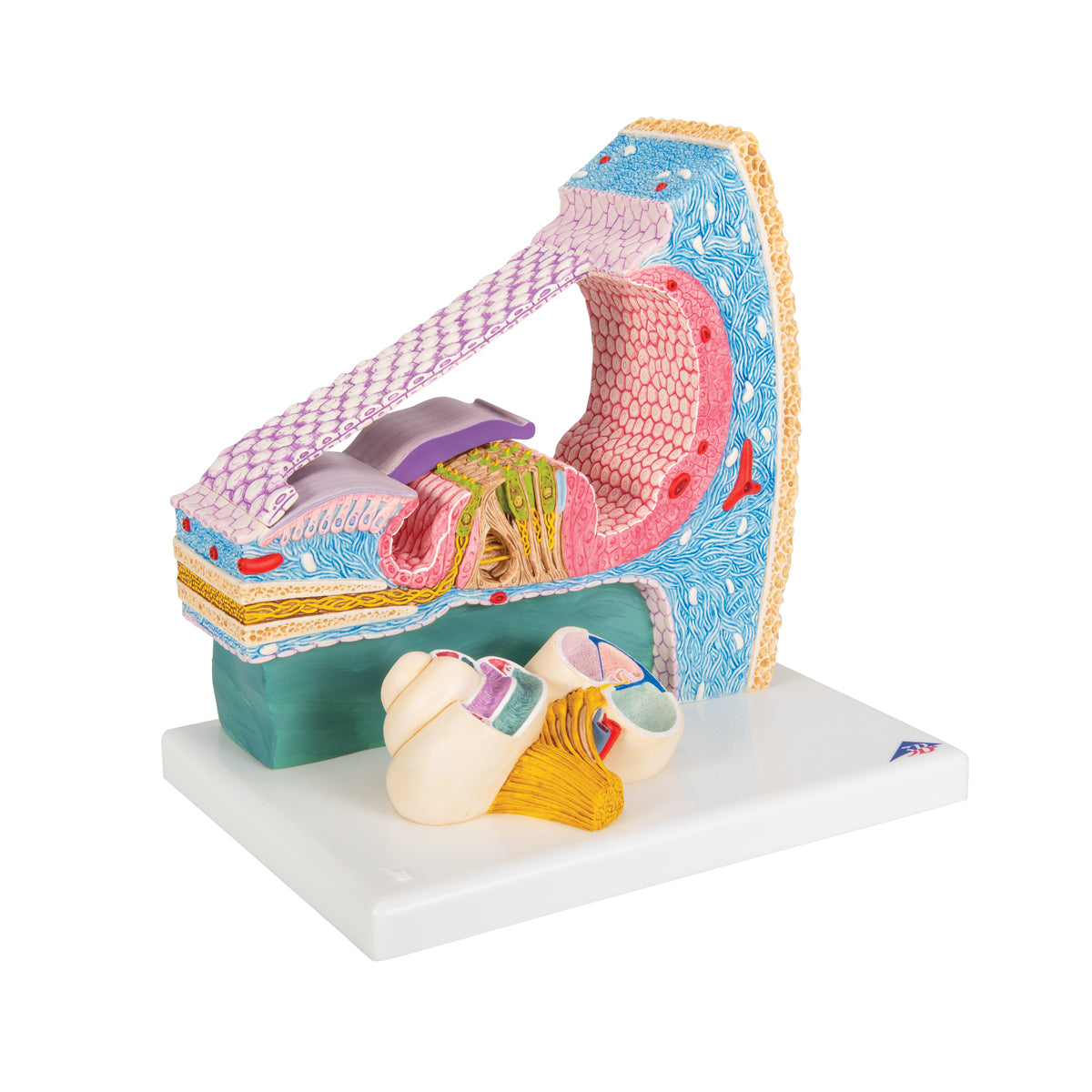 Organ of Corti Model with Representation in Cochlea