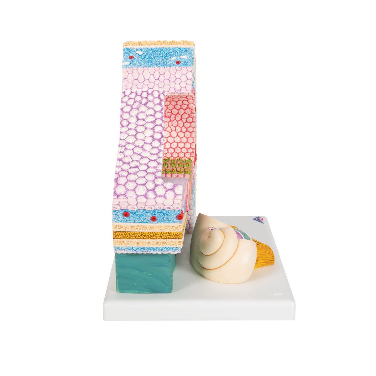 Organ of Corti Model with Representation in Cochlea