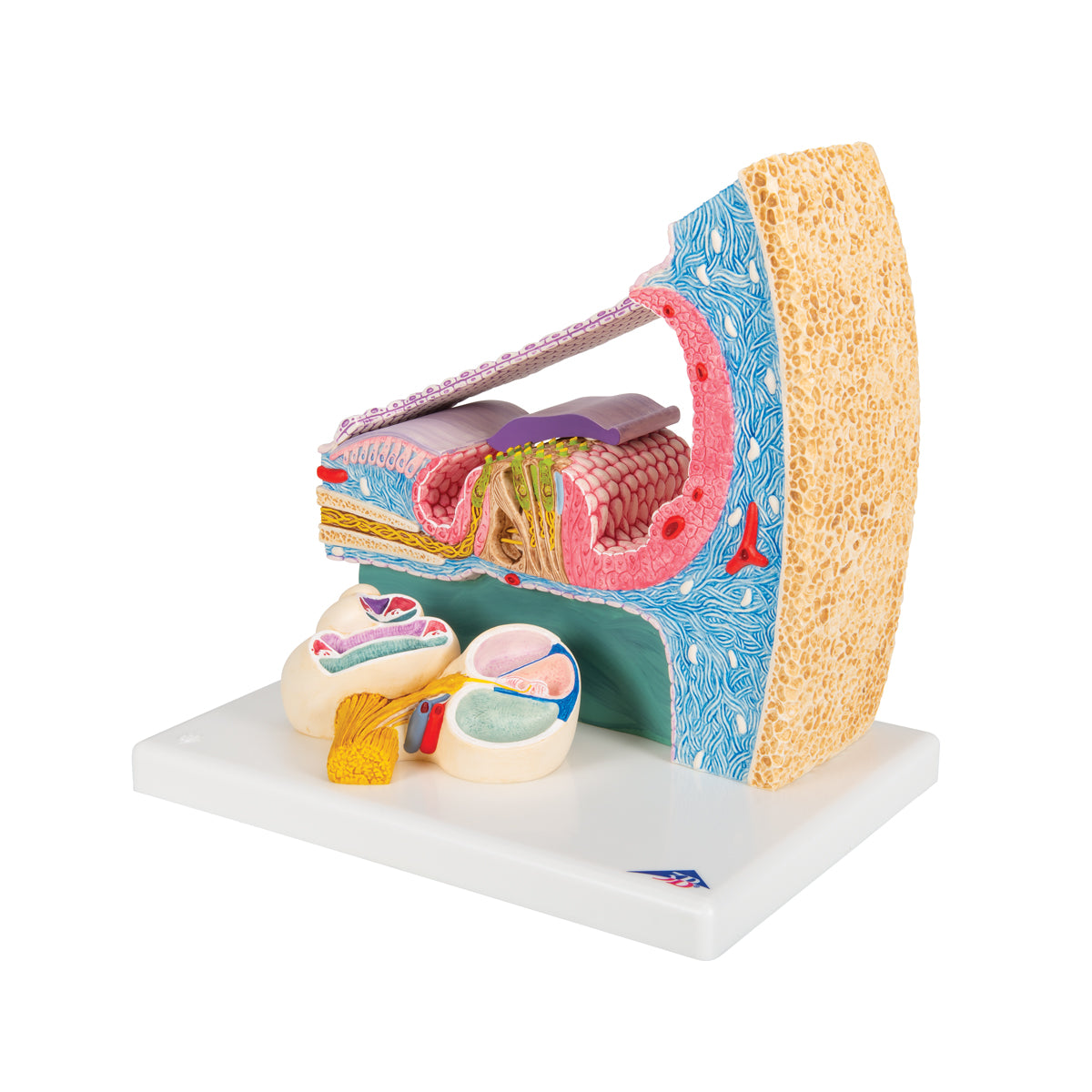 Organ of Corti Model with Representation in Cochlea