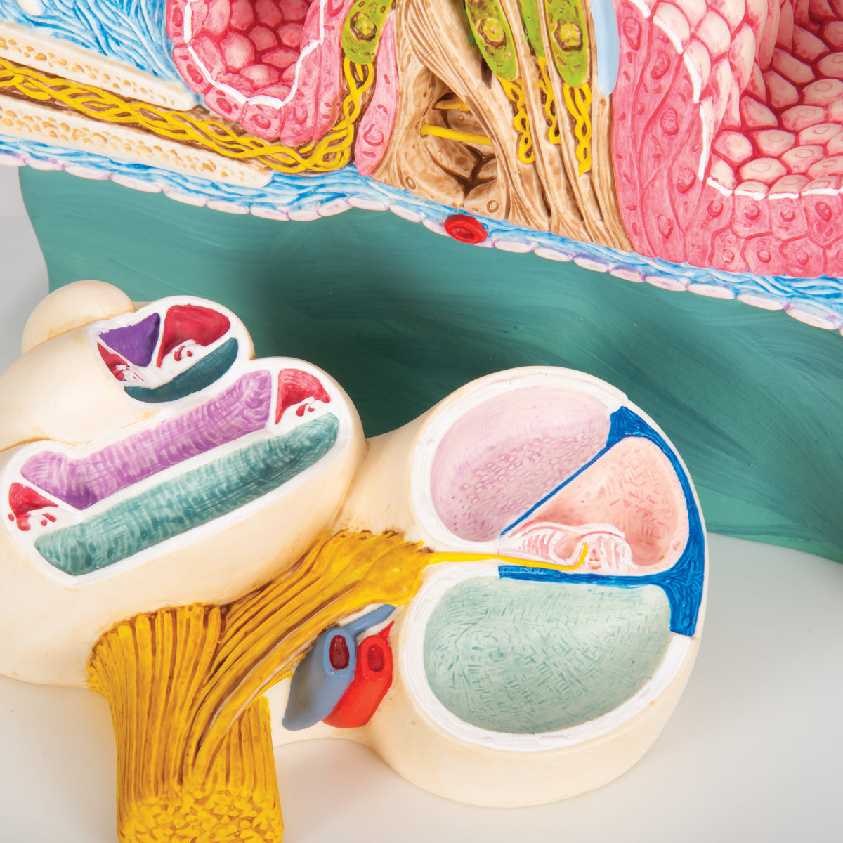 Organ of Corti Model with Representation in Cochlea