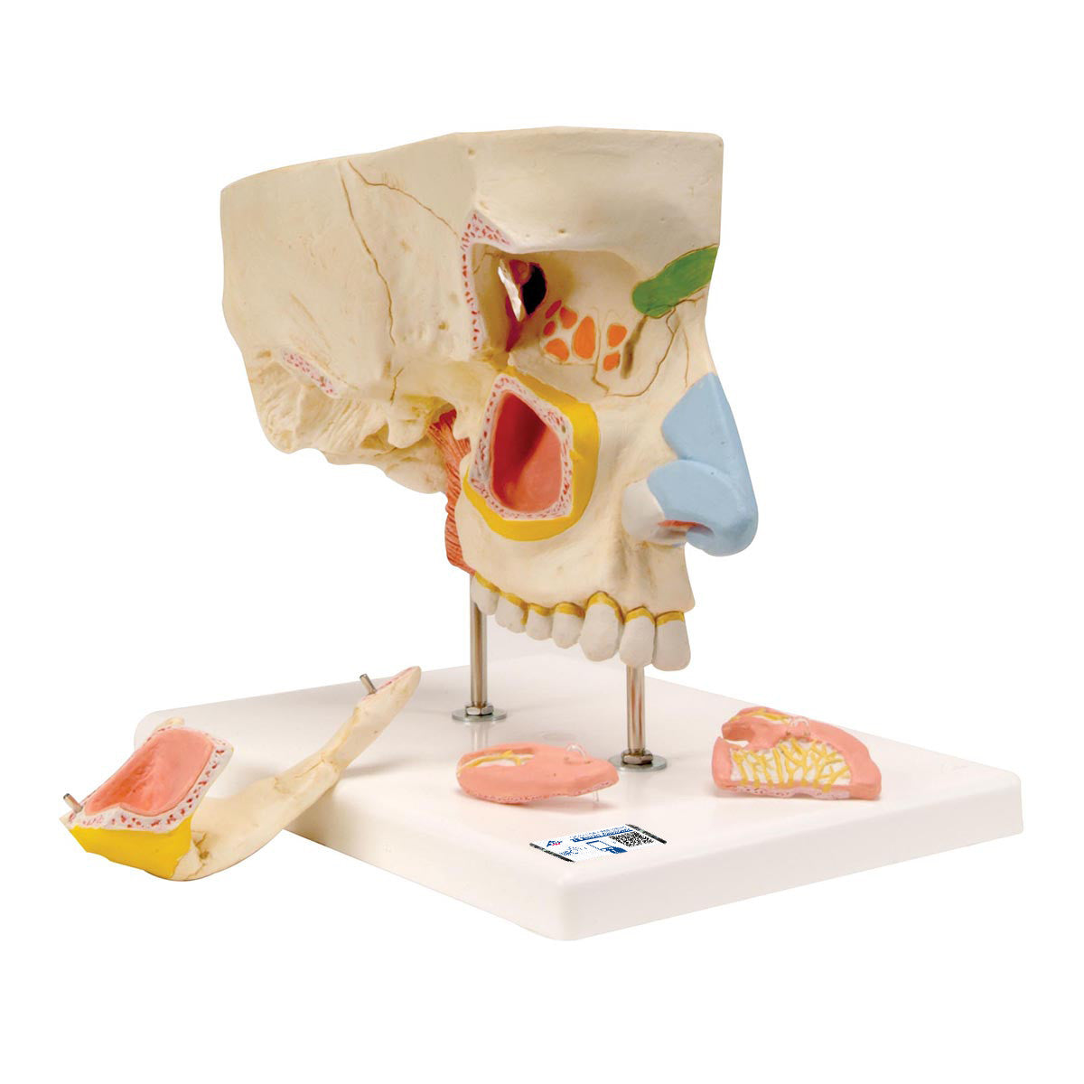 Nose with Paranasal Sinuses