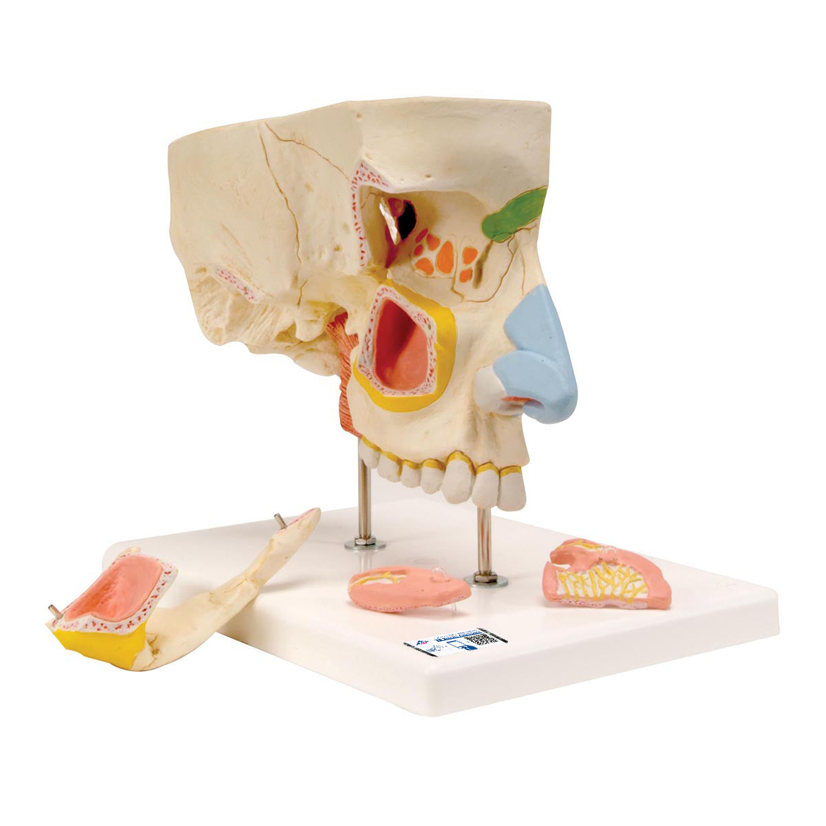 Nose with Paranasal Sinuses - 3B Scientific E20, view 6