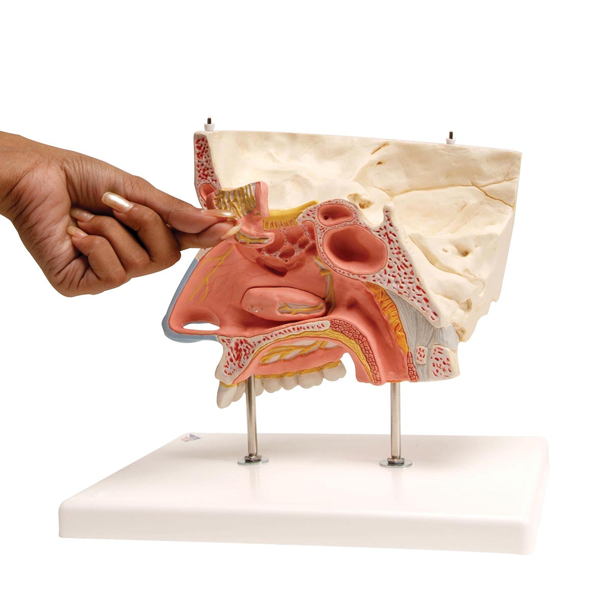 Nose with Paranasal Sinuses - 3B Scientific E20, view 2