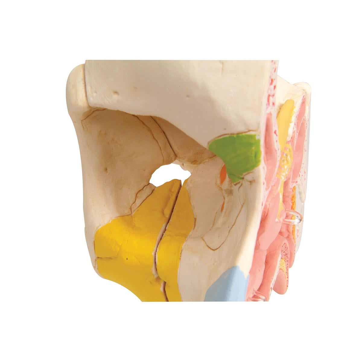 Nose with Paranasal Sinuses