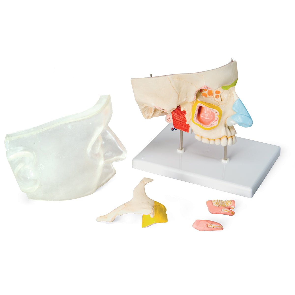 Nose with Paranasal Sinuses - 3B Scientific E20, view 5