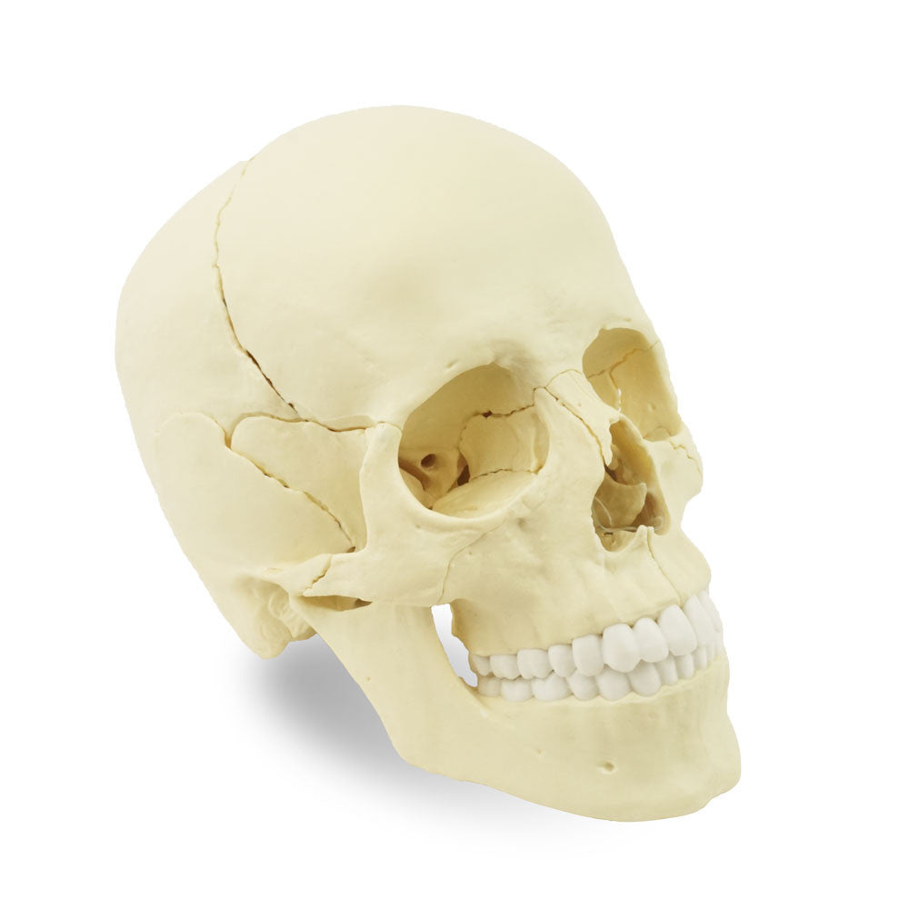 Magnetic, Disarticulated Osteopathic 22-part skull