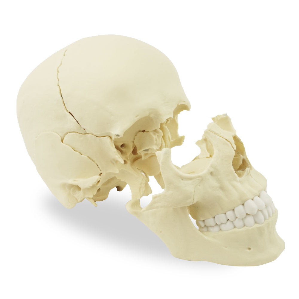 Magnetic, Disarticulated Osteopathic 22-part skull