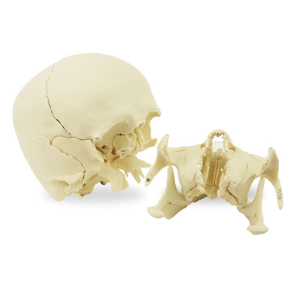 Magnetic, Disarticulated Osteopathic 22-part skull
