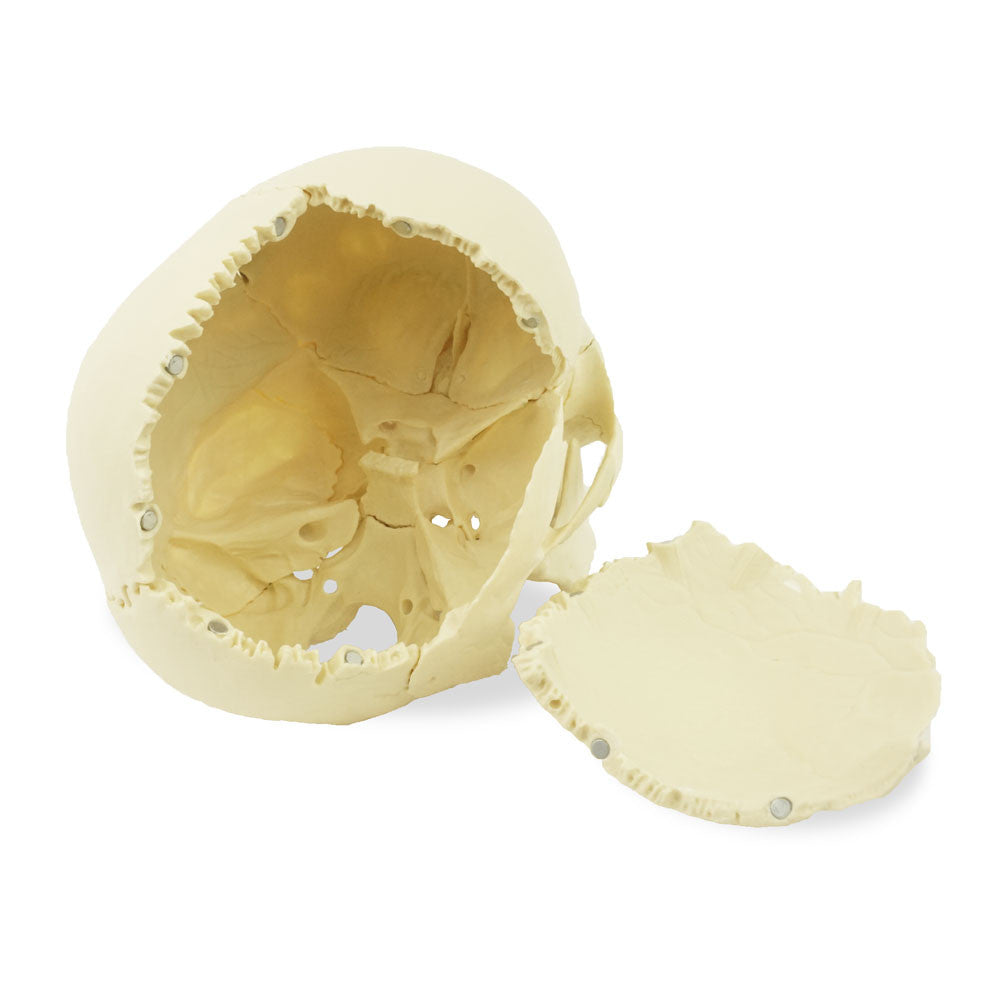 Magnetic, Disarticulated Osteopathic 22-part skull