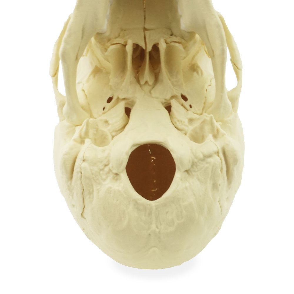Magnetic, Disarticulated Osteopathic 22-part skull