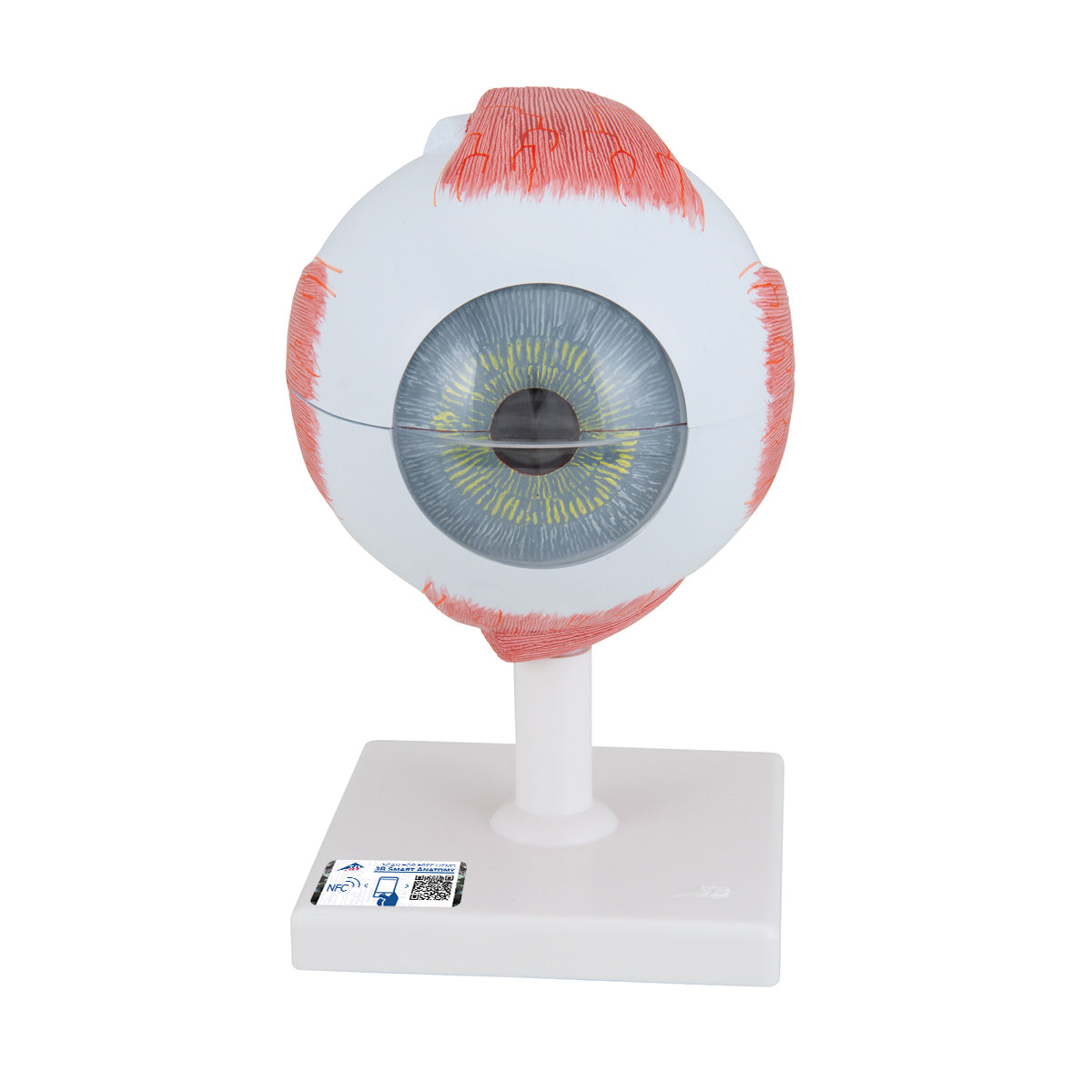 Human Eye Model, 5 times Full-Size, 6 part