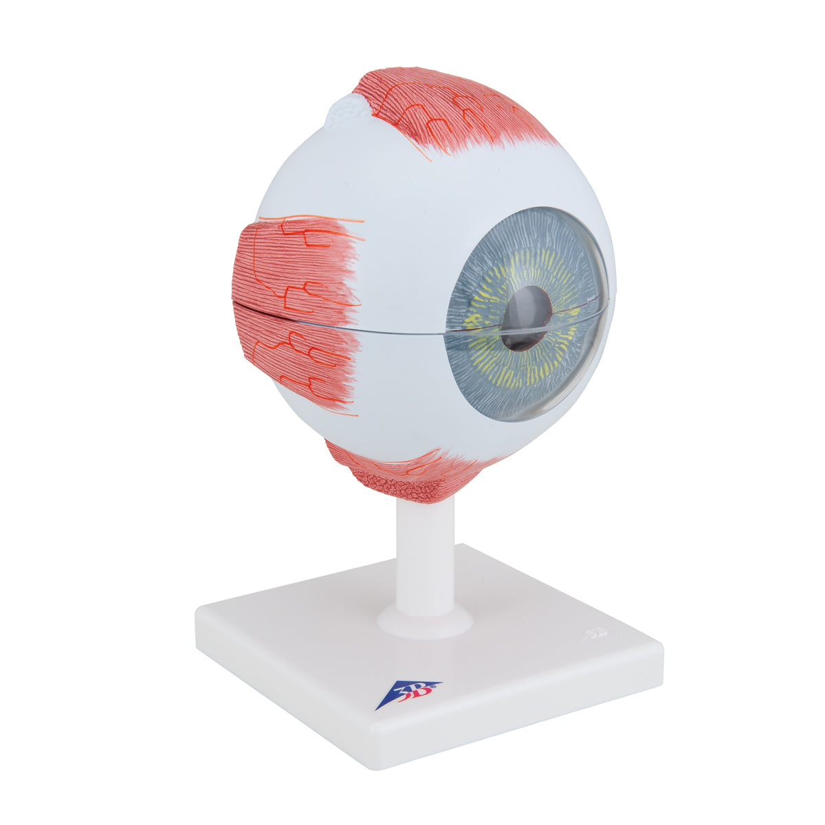 Human Eye Model, 5 times Full-Size, 6 part - 3B Scientific F10, view 2