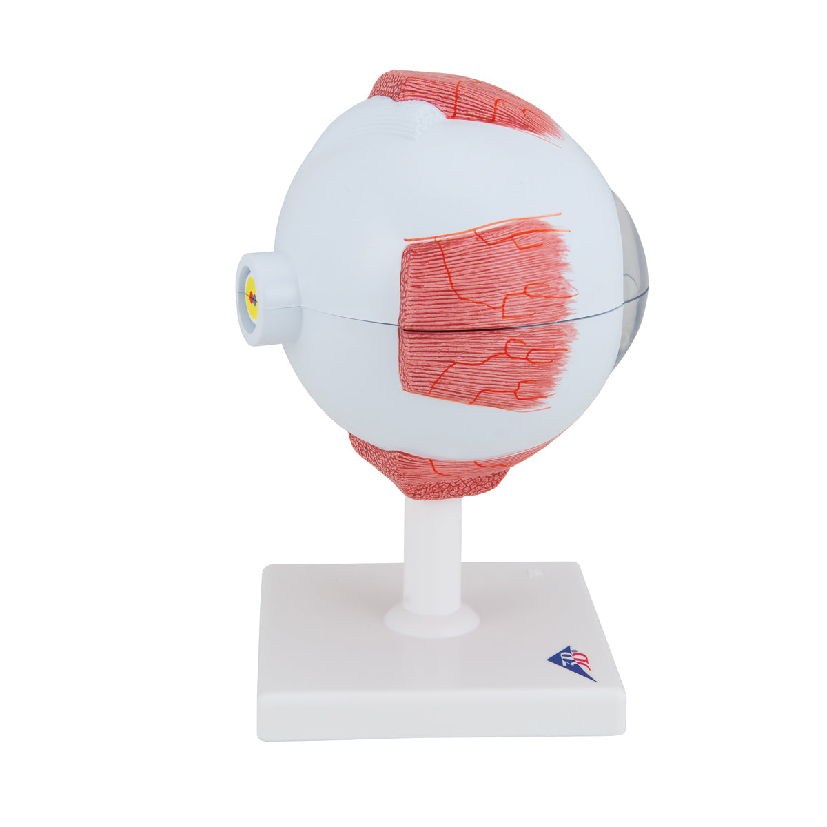 Human Eye Model, 5 times Full-Size, 6 part - 3B Scientific F10, view 3