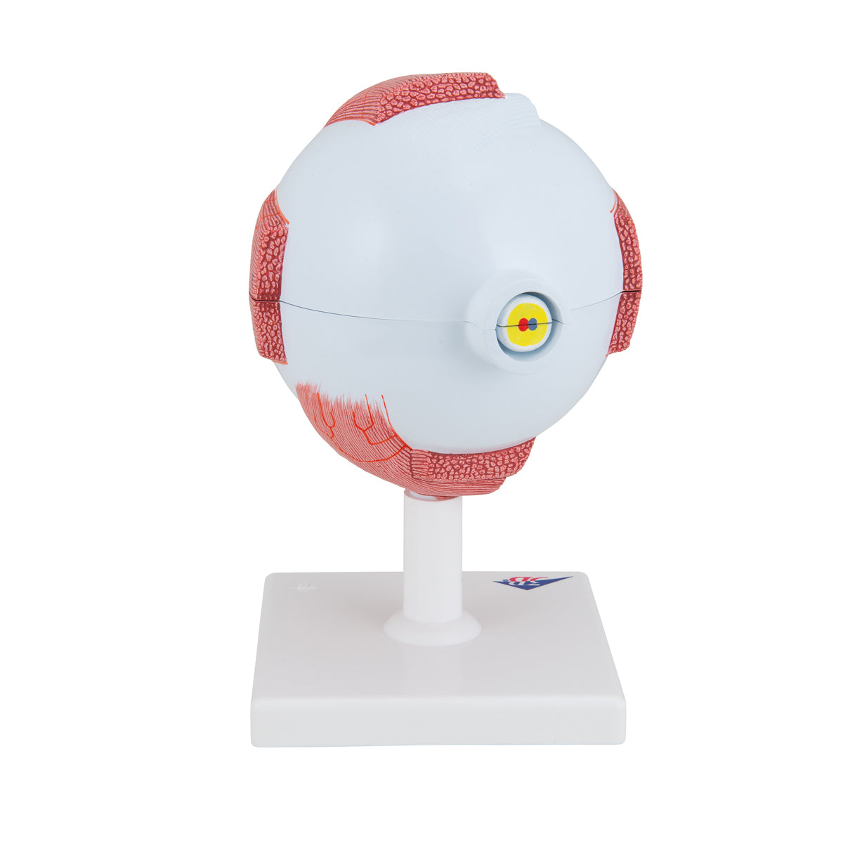 Human Eye Model, 5 times Full-Size, 6 part - 3B Scientific F10, view 4