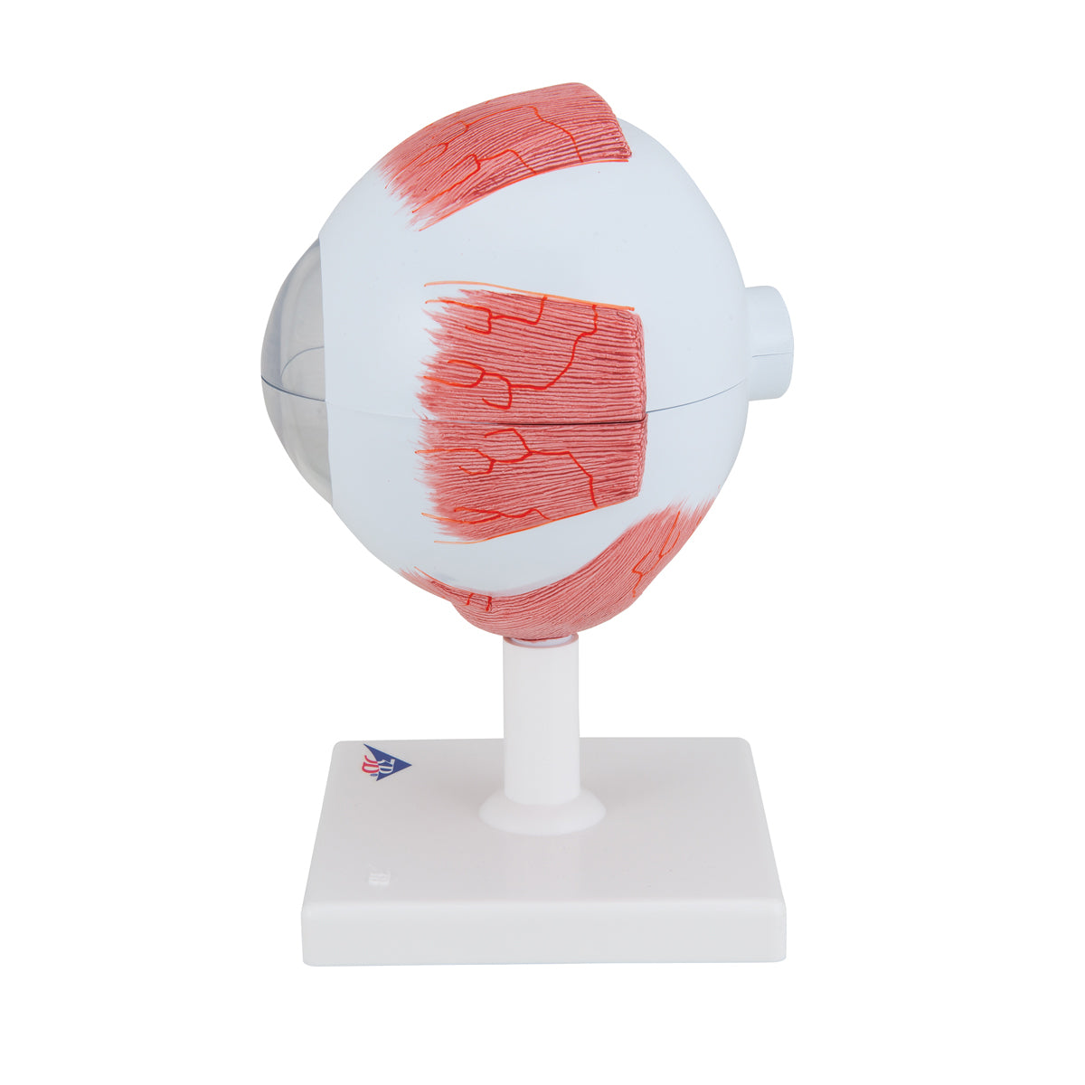 Human Eye Model, 5 times Full-Size, 6 part - 3B Scientific F10, view 5