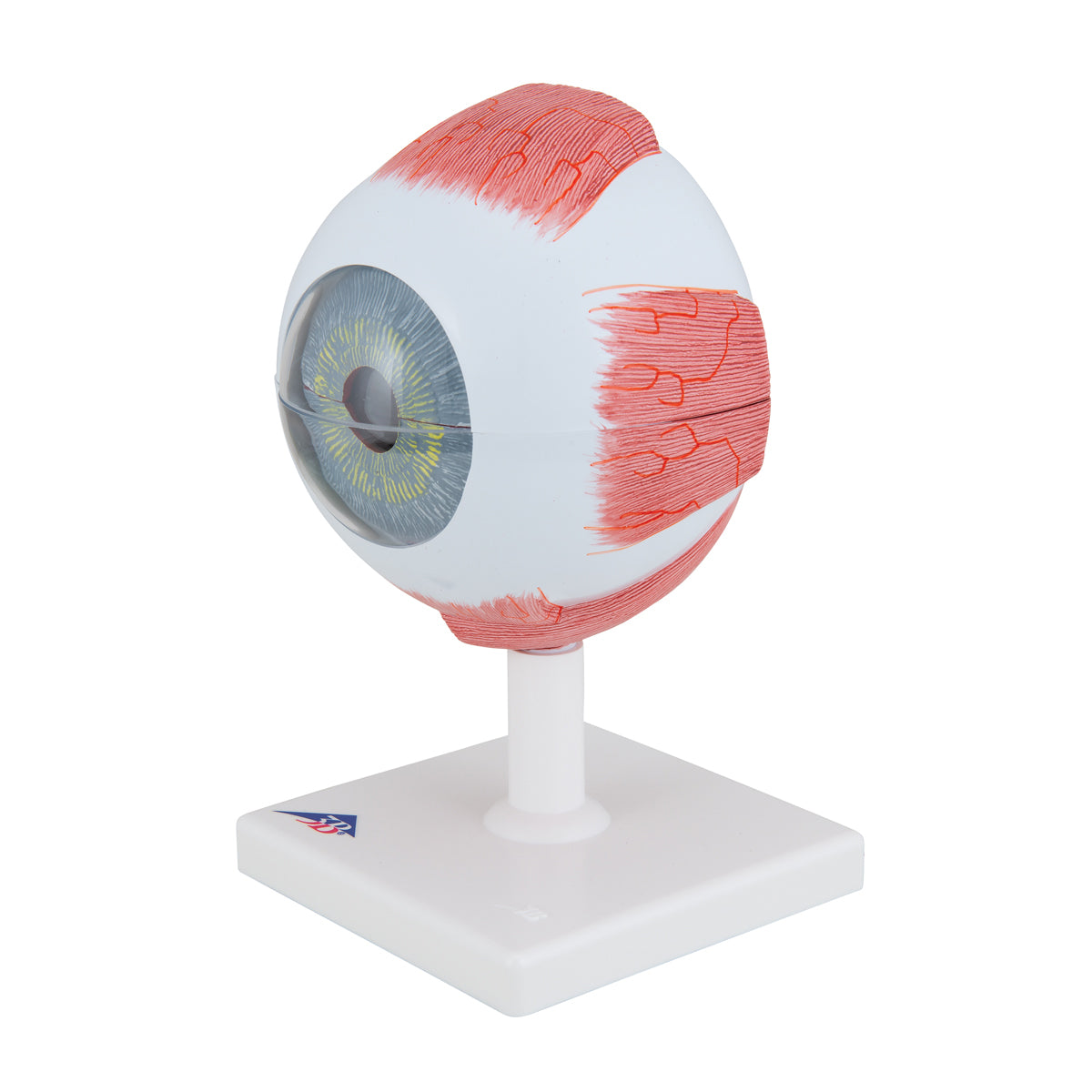Human Eye Model, 5 times Full-Size, 6 part - 3B Scientific F10, view 6