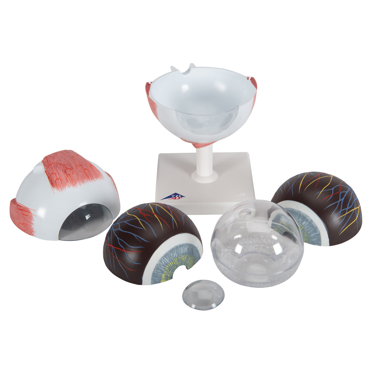 Human Eye Model, 5 times Full-Size, 6 part - 3B Scientific F10, view 7