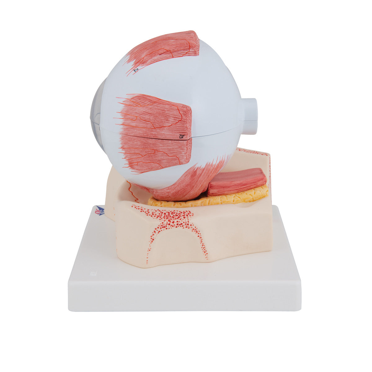 Eye Model in Orbit | 3B Scientific F11