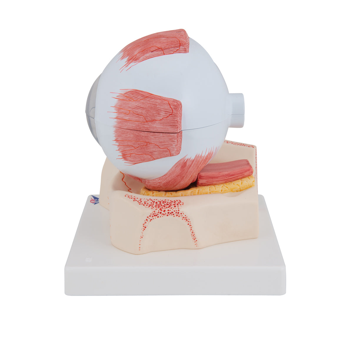 Human Eye Model, 5 times Full-Size, 7 part - 3B Scientific F11, view 11