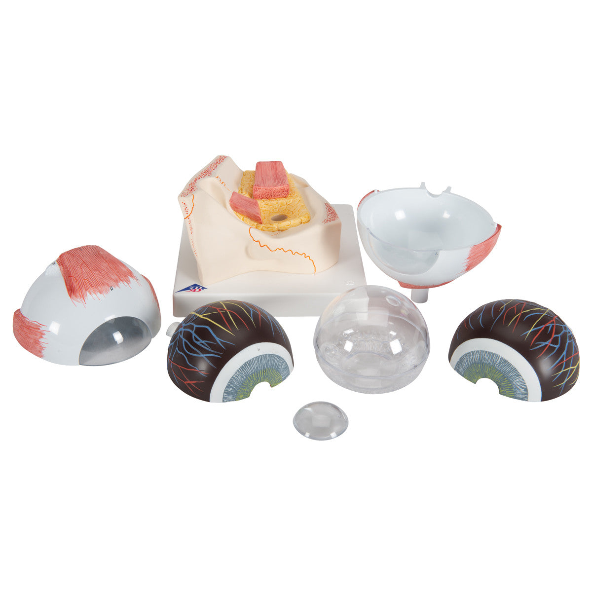 Eye Model in Orbit | 3B Scientific F11