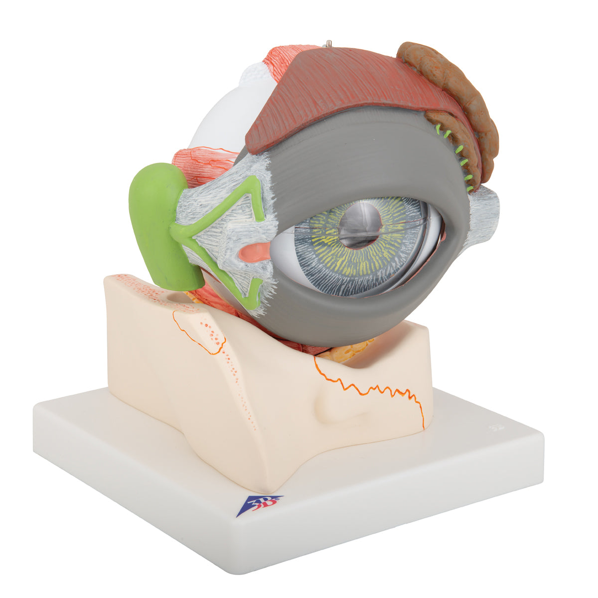 Human Eye Model, 5 times full-size, 8 part - 3B Scientific F12, view 2