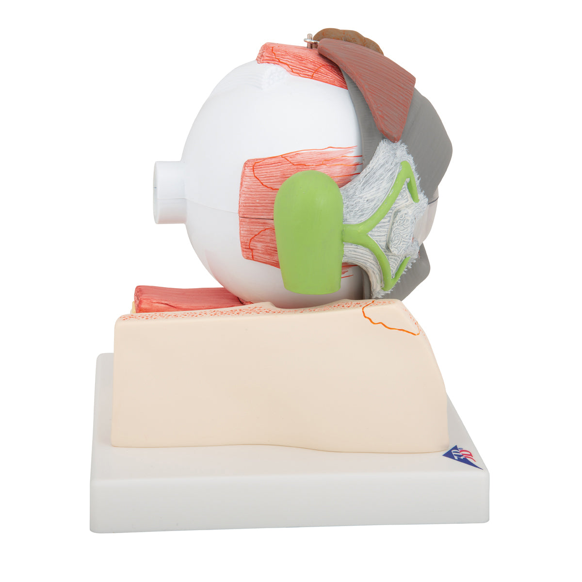 Human Eye Model, 5 times full-size, 8 part - 3B Scientific F12, view 3
