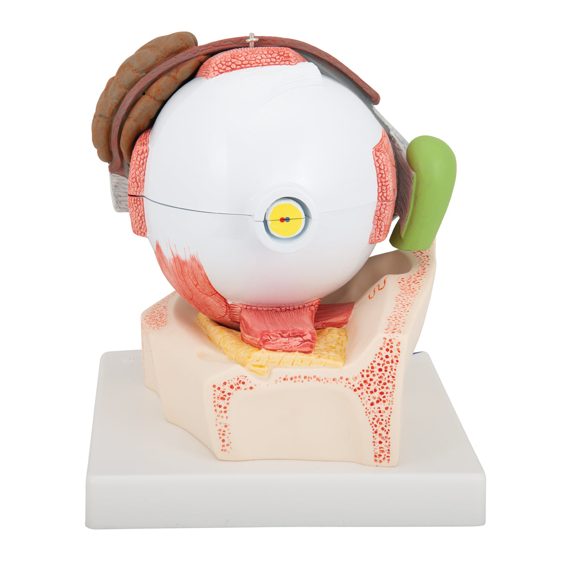 Human Eye Model, 5 times full-size, 8 part - 3B Scientific F12, view 4