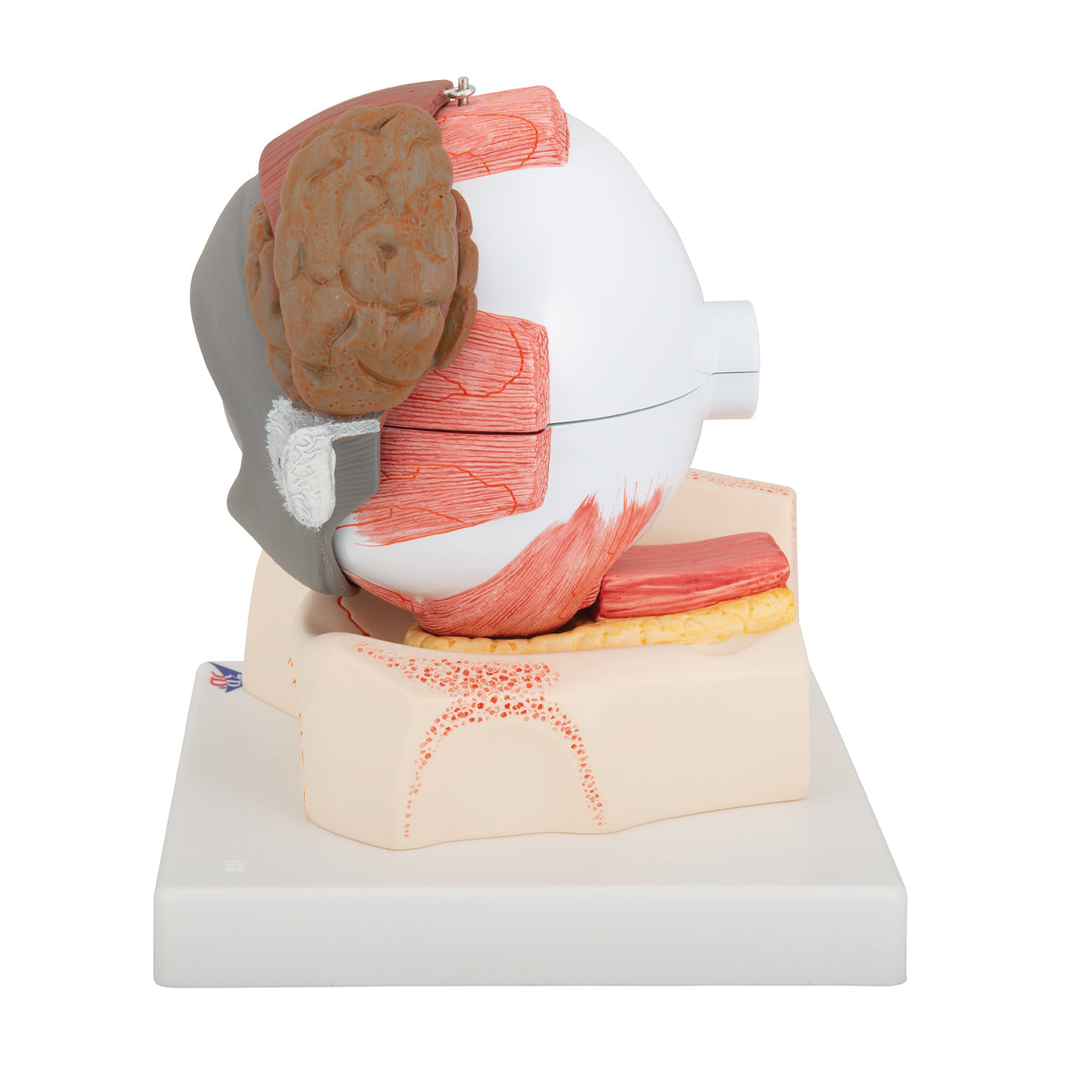 Human Eye Model, 5 times full-size, 8 part