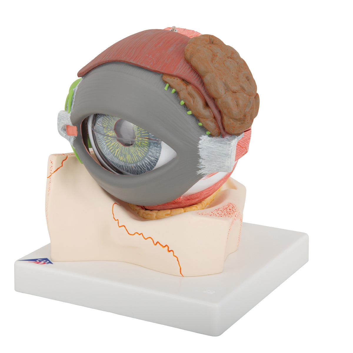 Human Eye Model, 5 times full-size, 8 part - 3B Scientific F12, view 6