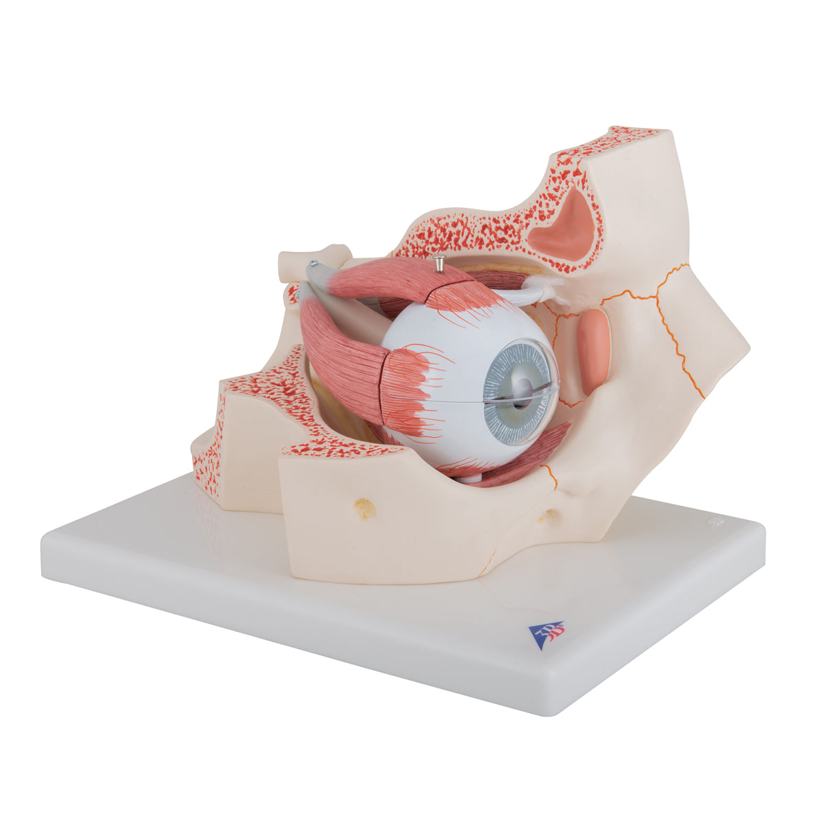 Human Eye Model, 3 times Full-Size, 7 part - 3B Scientific F13, view 2