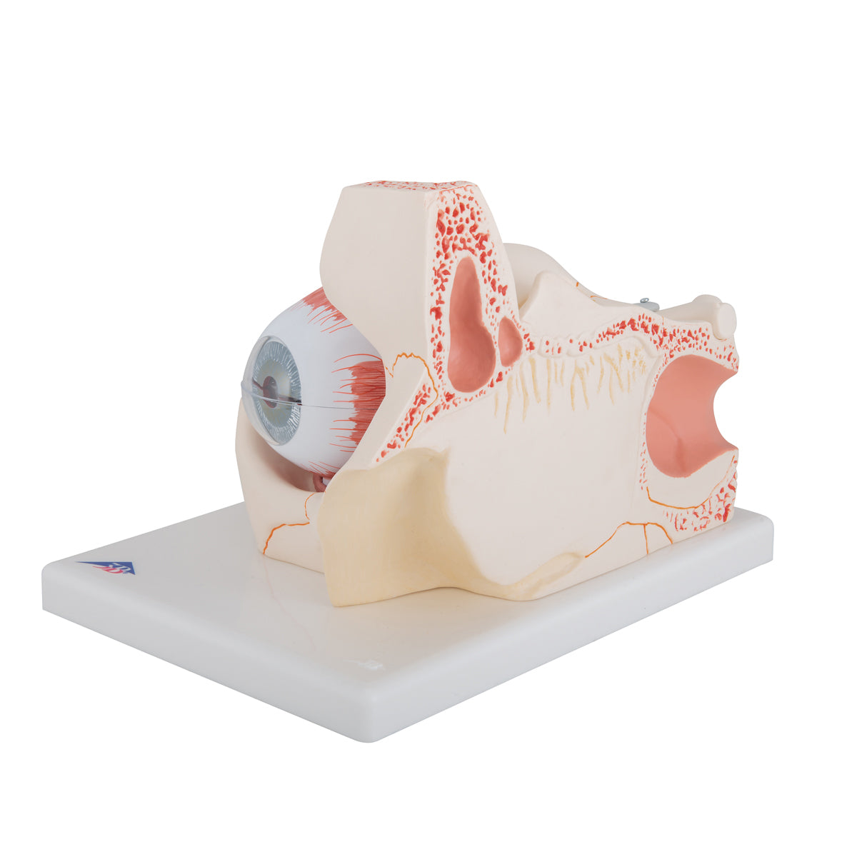 Human Eye Model, 3 times Full-Size, 7 part - 3B Scientific F13, view 6
