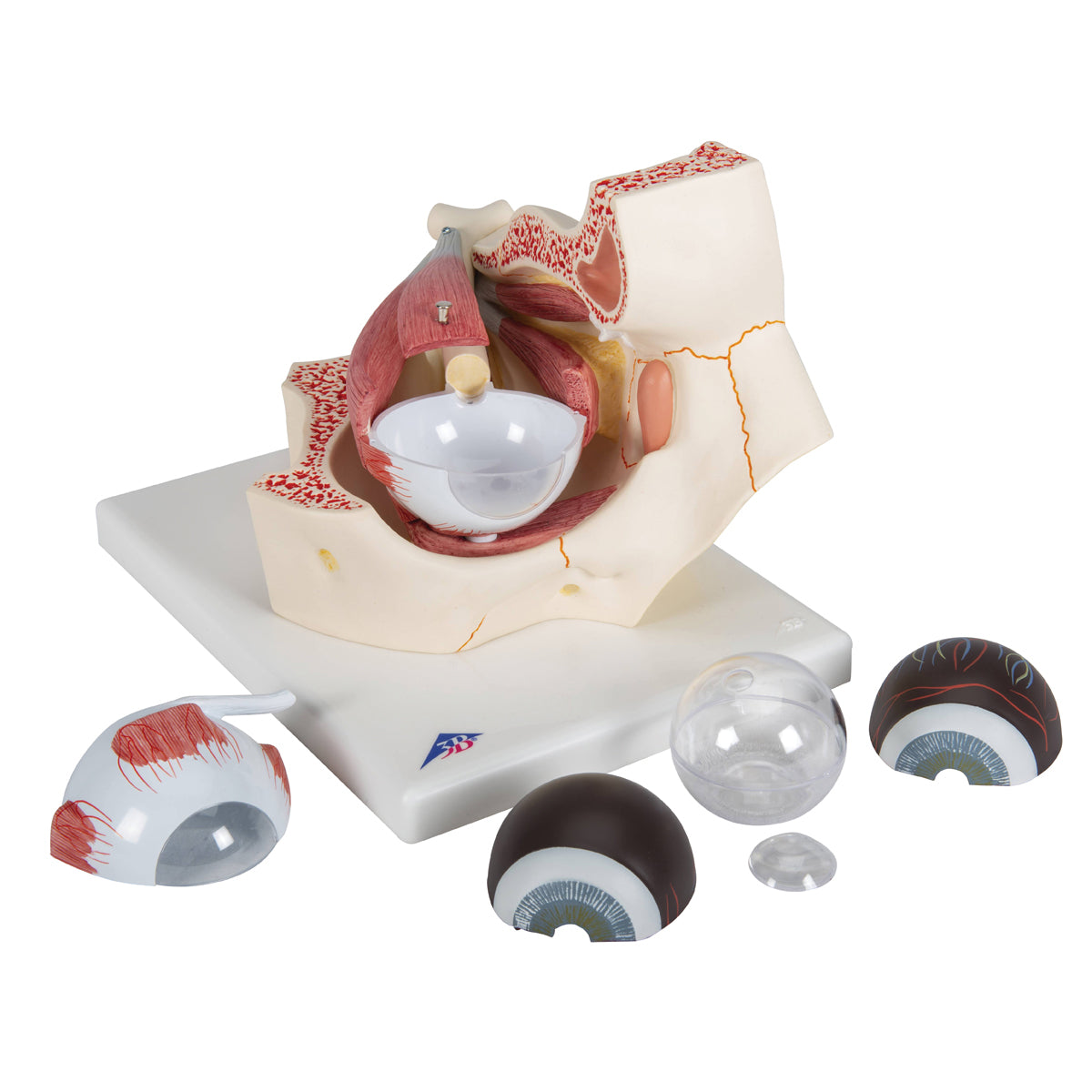 Human Eye Model, 3 times Full-Size, 7 part - 3B Scientific F13, view 7