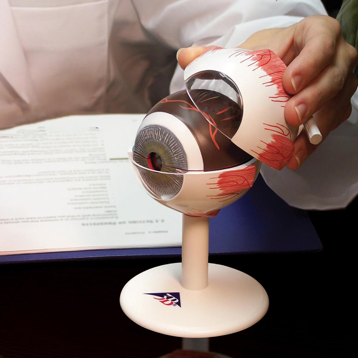 Human Eye Model, 3 times Full-Size, 6 part