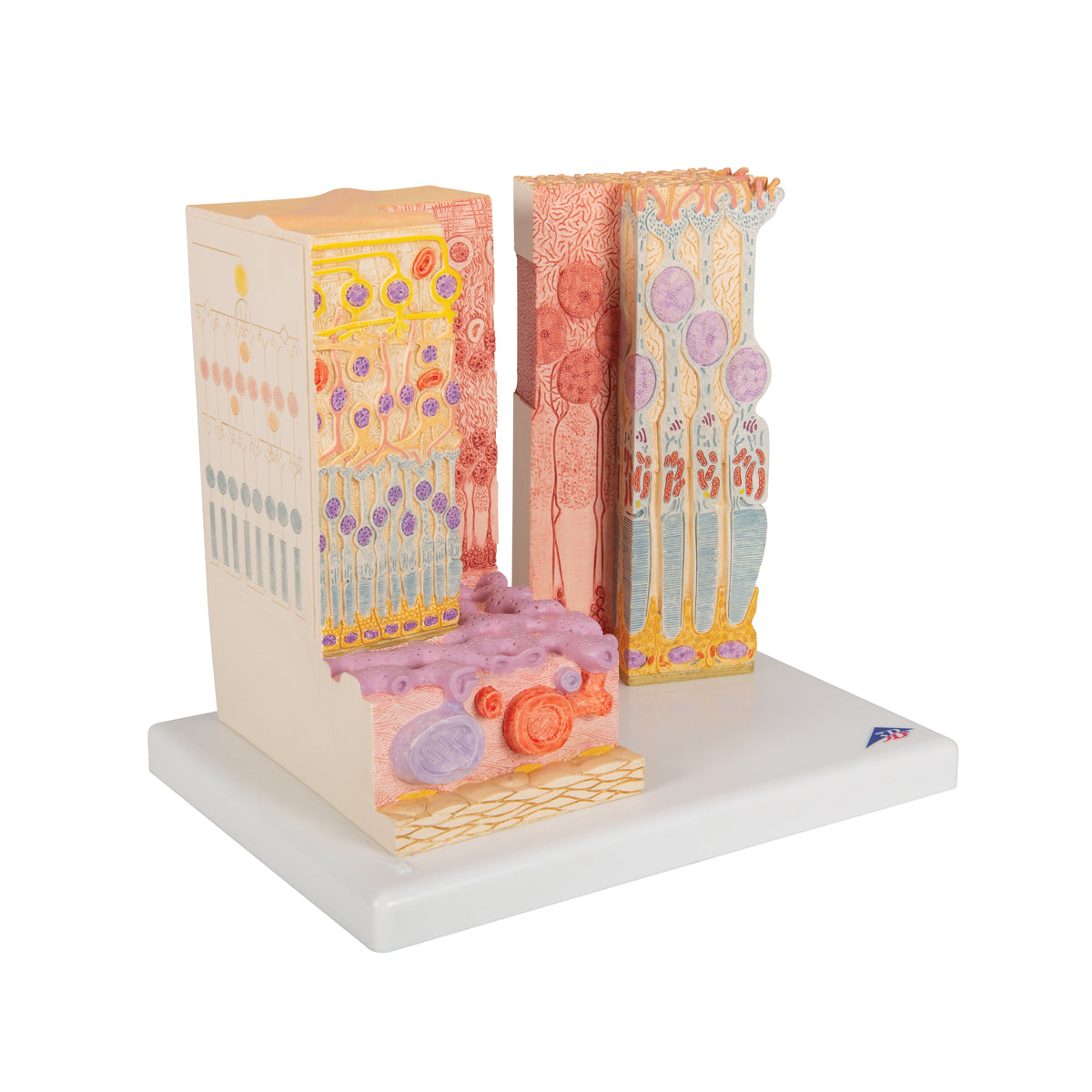3B MICROanatomy Human Eye Model - 3B Scientific F16, view 2
