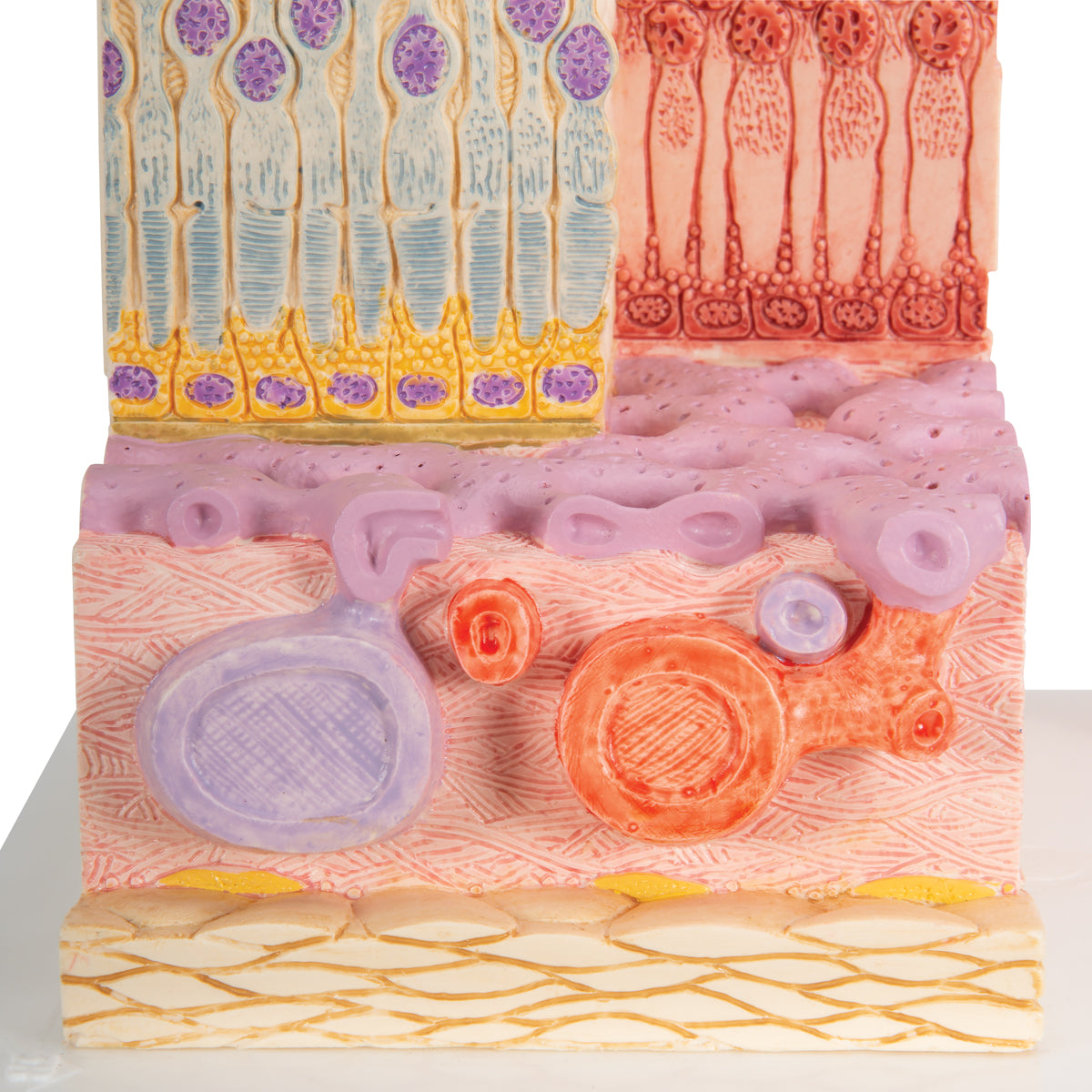 3B MICROanatomy Human Eye Model - 3B Scientific F16, view 6