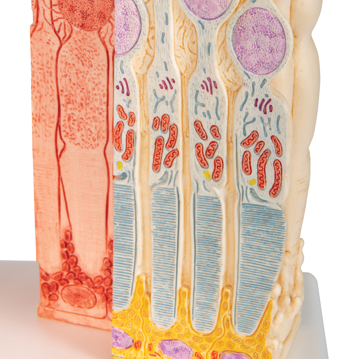 3B MICROanatomy Human Eye Model - 3B Scientific F16, view 7