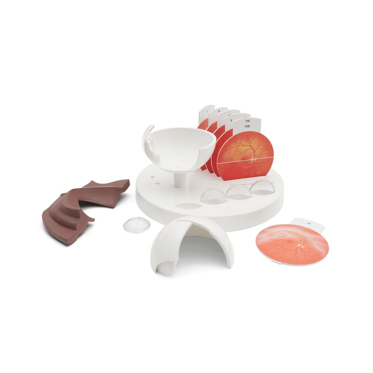 Pathological Human Eye Model, dark skin